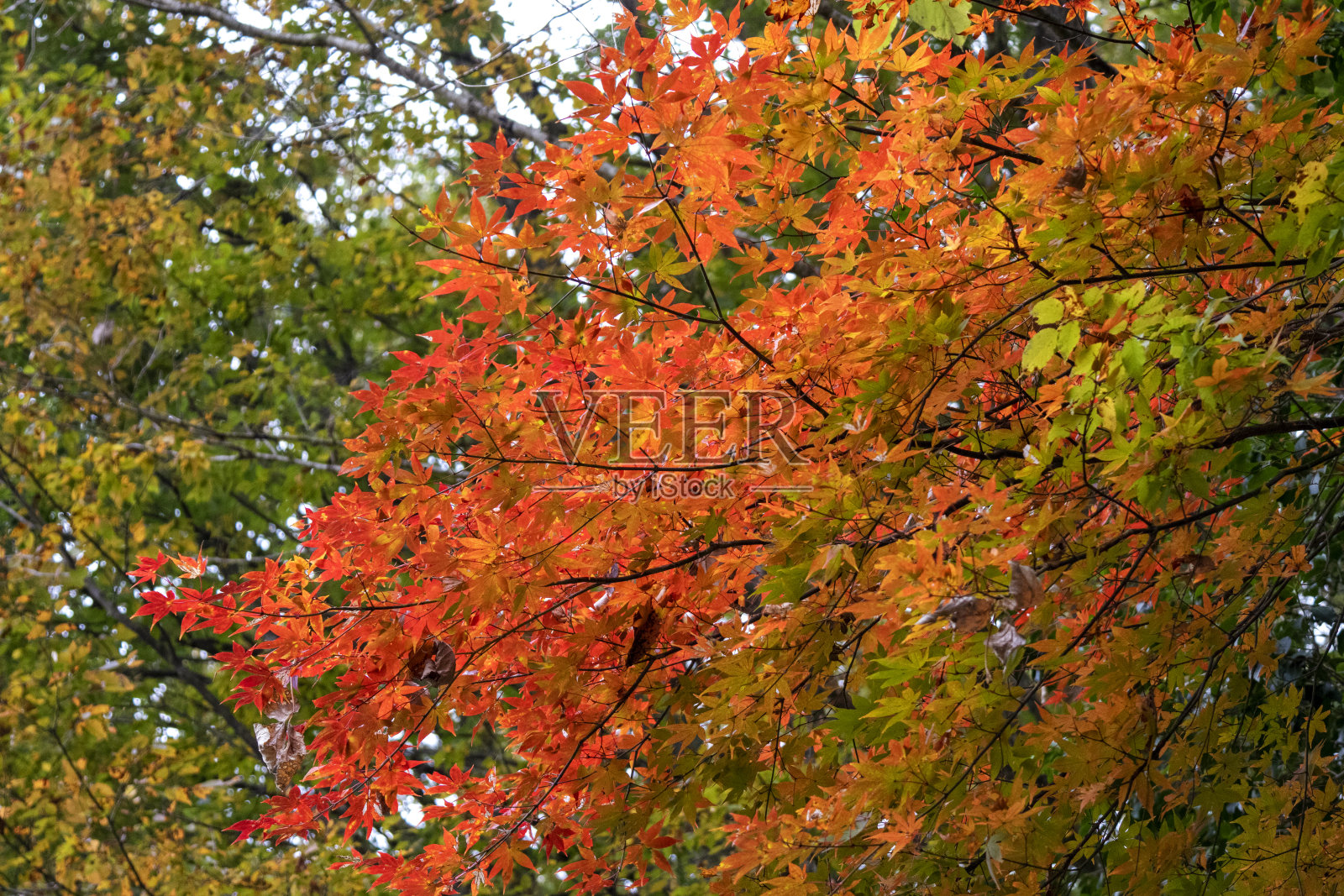 日本山上的红色枫叶照片摄影图片
