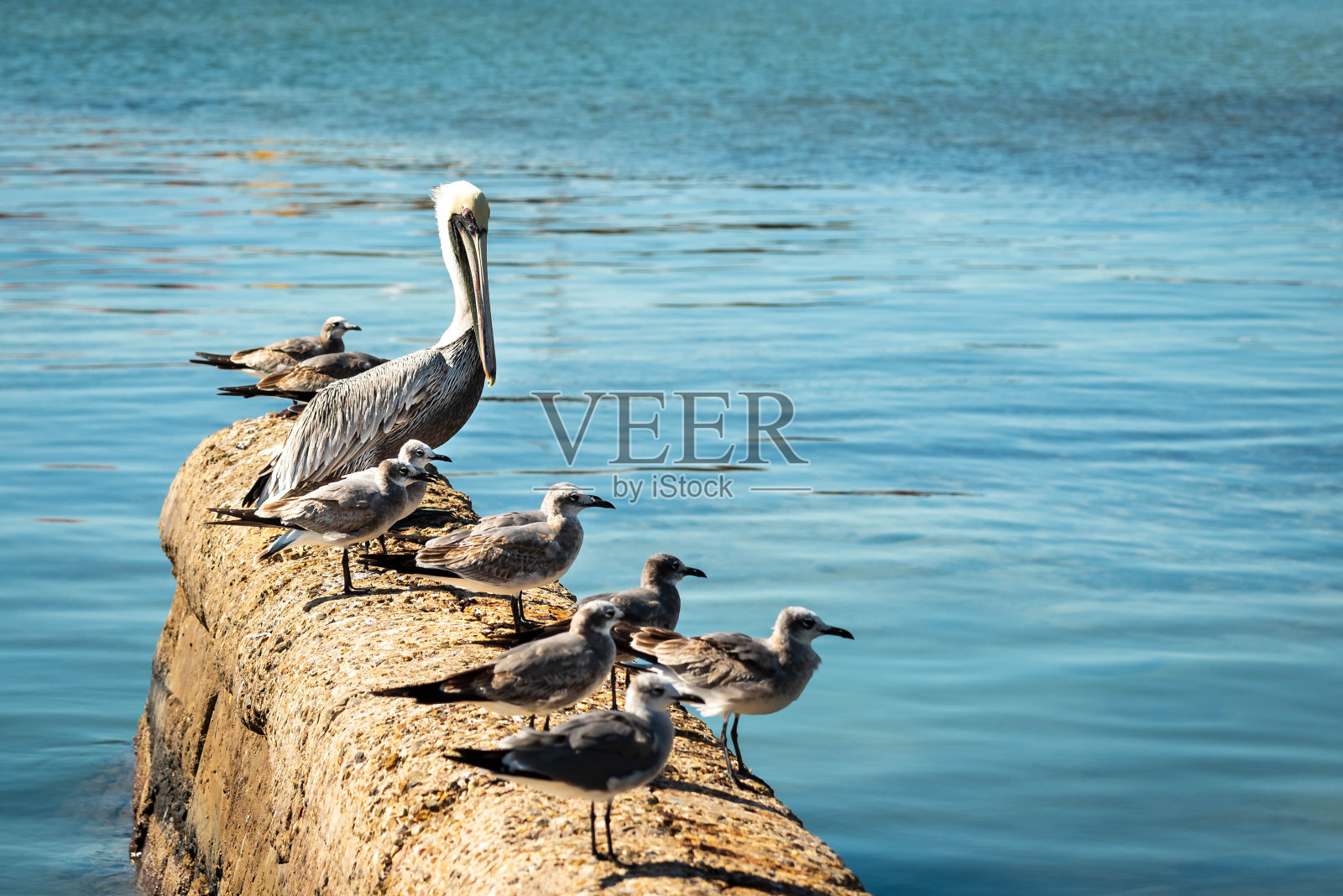 在加勒比海码头上寻找食物的海鸥和大鹈鹕。照片摄影图片