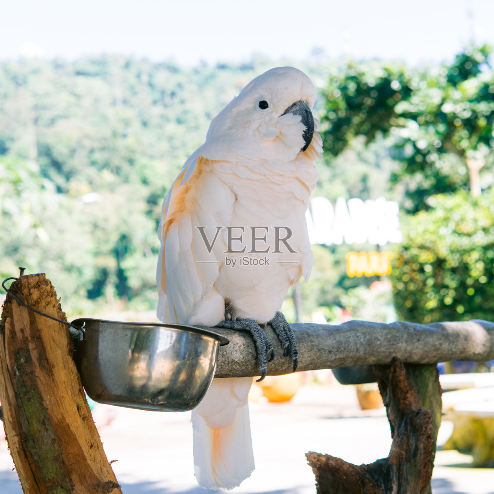 粉红色的热带大鹦鹉正坐在树枝上行动。泰国野生自然照片摄影图片