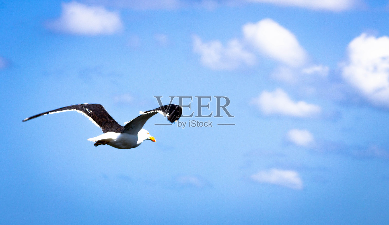 海鸥海鸥照片摄影图片