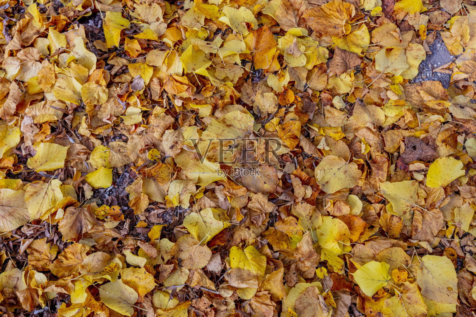 森林地面上五颜六色的秋叶照片摄影图片