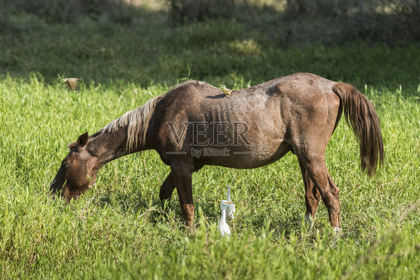 白鹭与马照片摄影图片