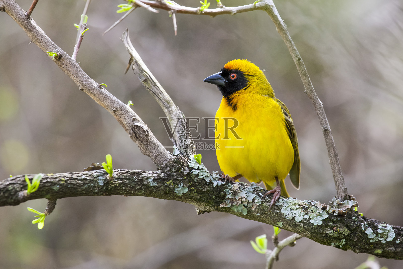 南方戴面罩的织女(Ploceus velatus)照片摄影图片