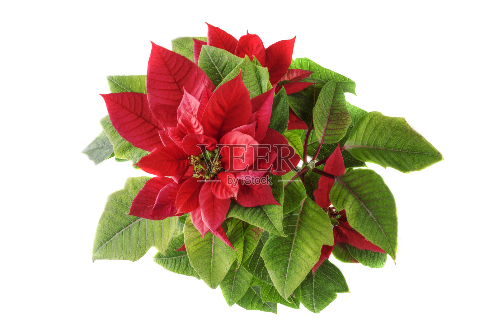 一品红或圣诞星，孤立在白色背景。圣诞节和新年的概念。照片摄影图片