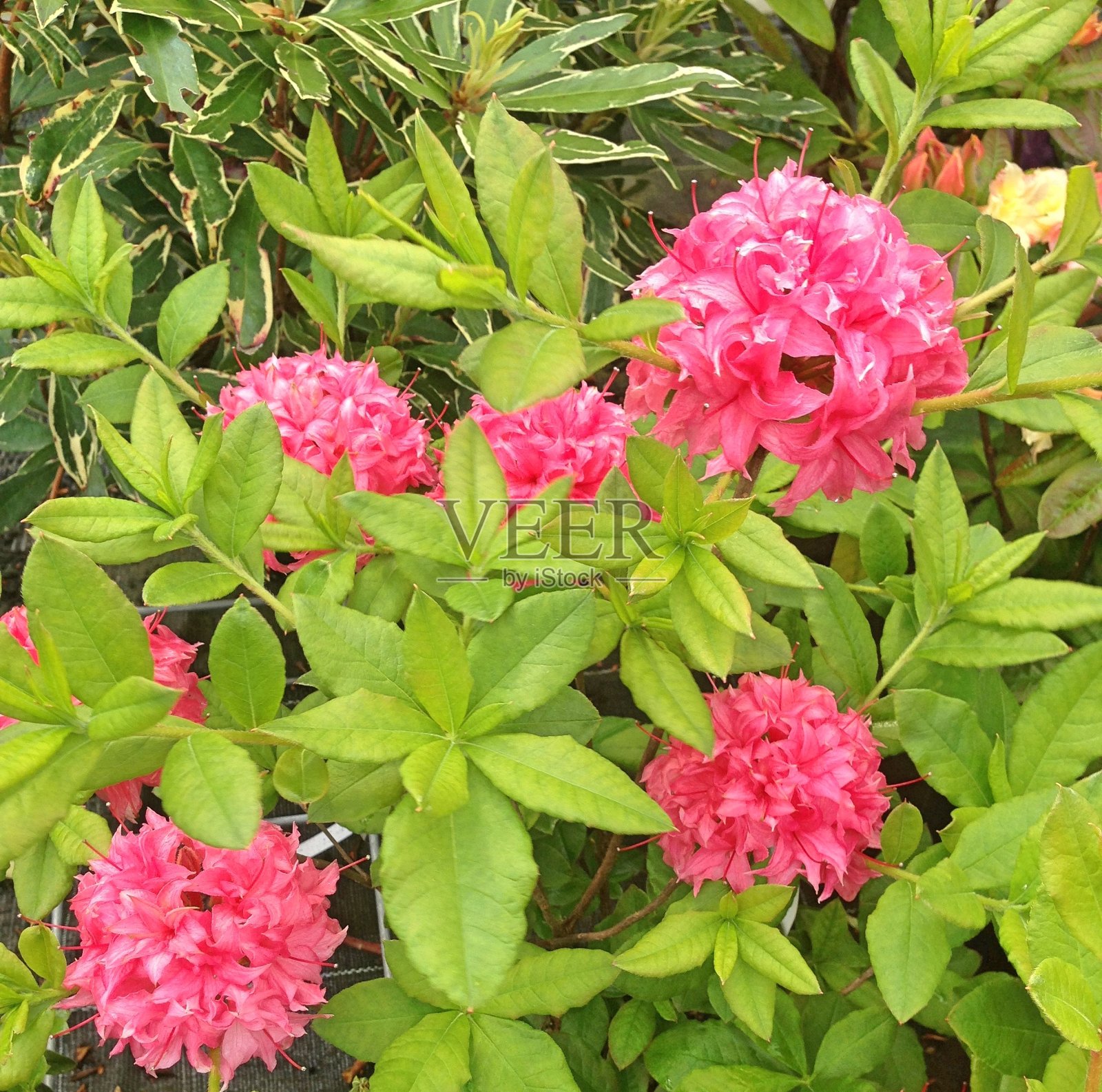 粉红色的杜鹃花照片摄影图片