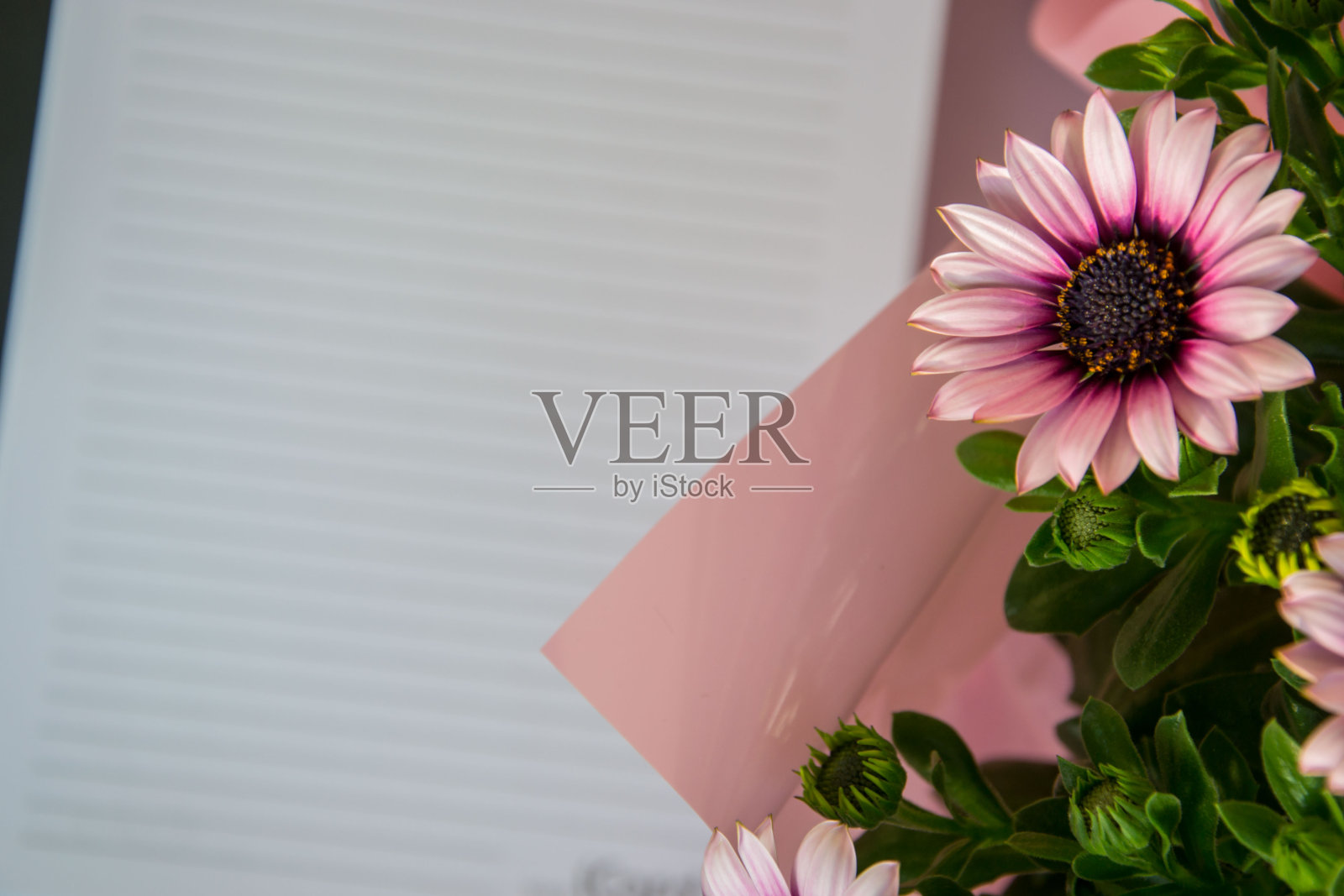 课本以空白的地方为文本，抄写空间，办公理念，美丽的花开骨草照片摄影图片