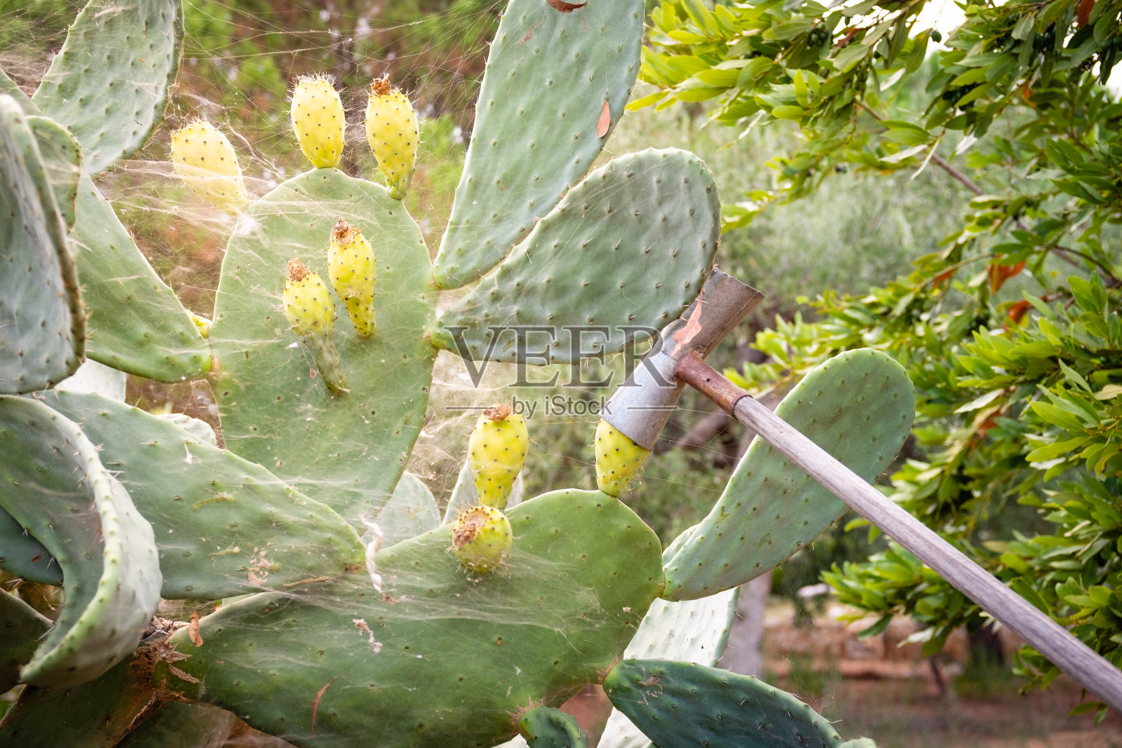 用传统的方法采摘多刺的梨。照片摄影图片