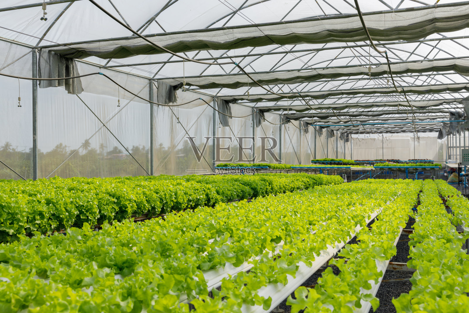 水力农场种植绿叶莴苣照片摄影图片