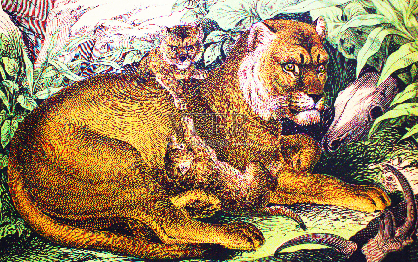 《动物历史》中的狮子(母狮)，舒伯特/科恩著，1880年，圣彼得堡插画图片素材