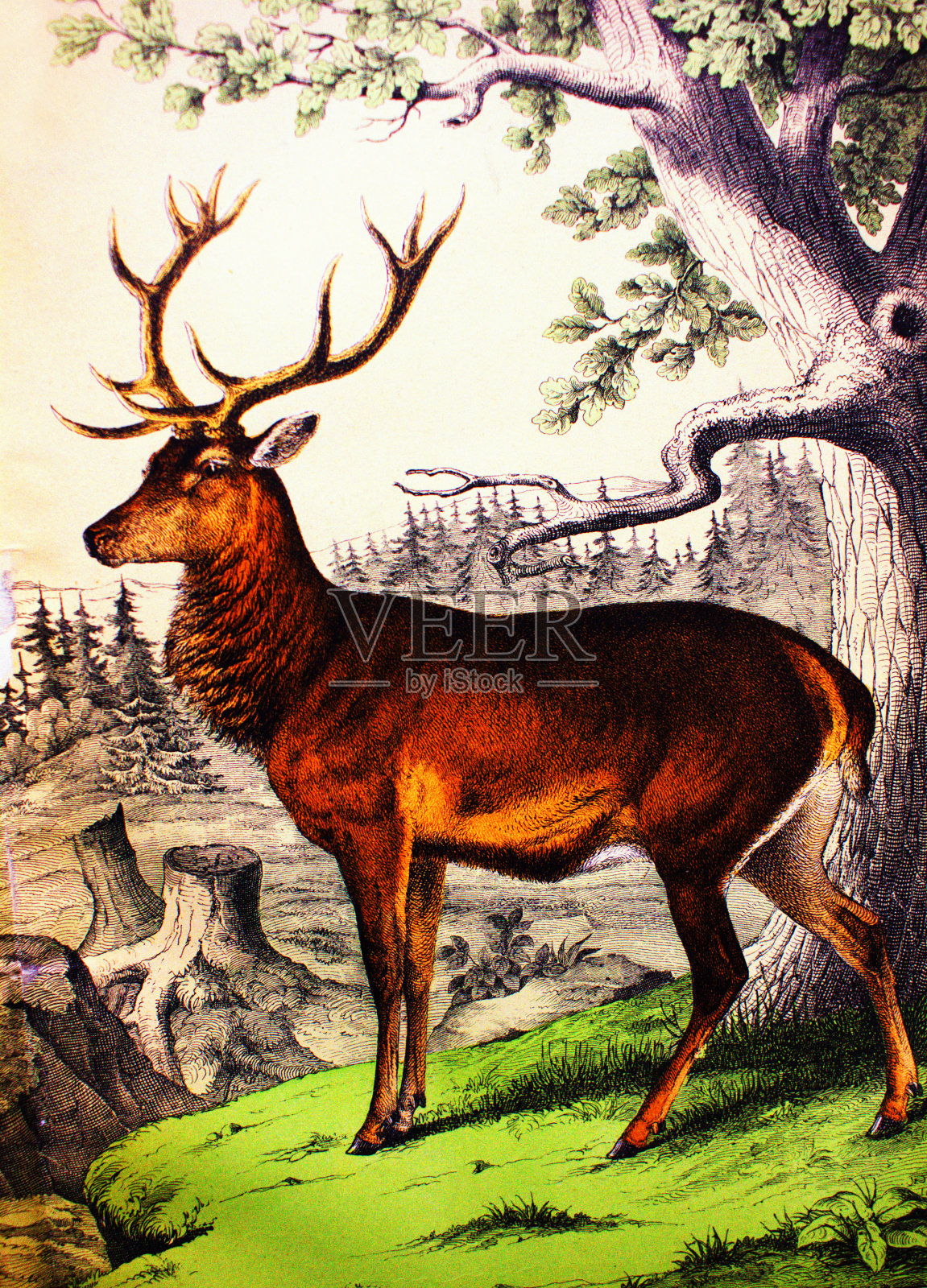 《动物史》(History of animals)中普通的鹿，舒伯特/科恩(Shubert/Korn)， 1880年，圣彼得堡插画图片素材
