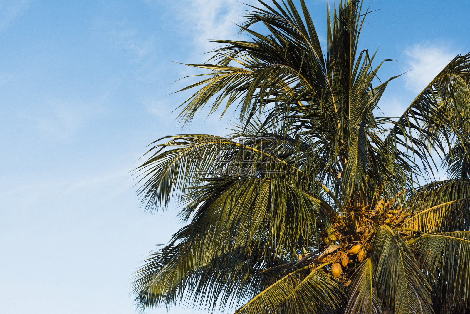 古巴海滩上的棕榈树照片摄影图片