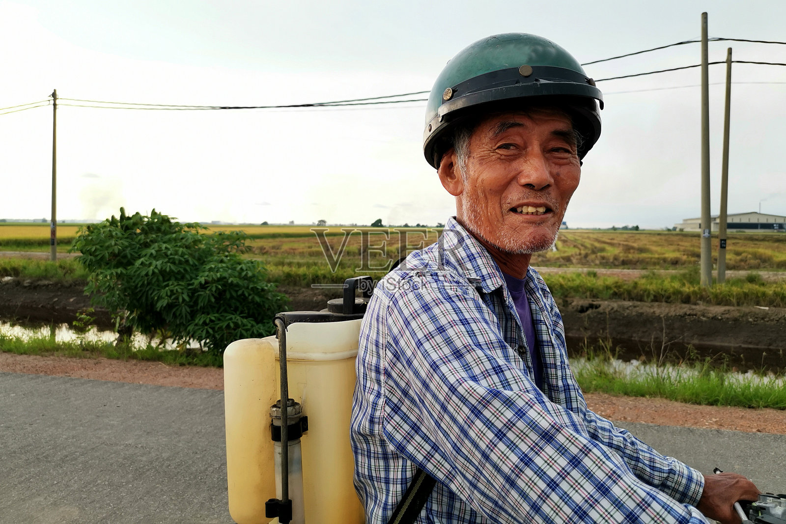 农业:马来西亚的稻田照片摄影图片