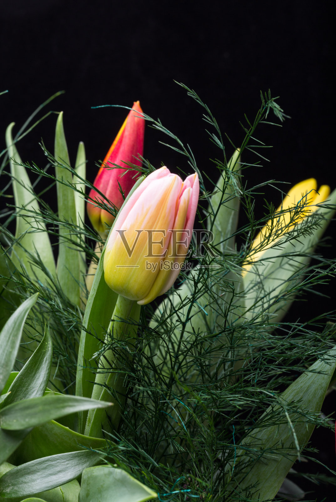 鲜艳的一束新鲜的郁金香花照片摄影图片