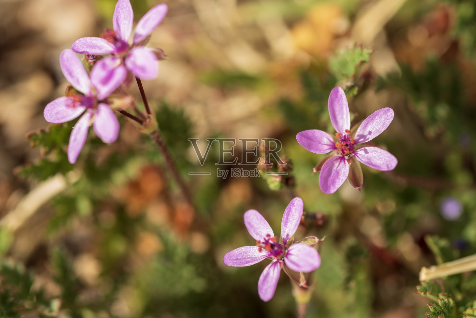 粉红色的小花在春天盛开照片摄影图片