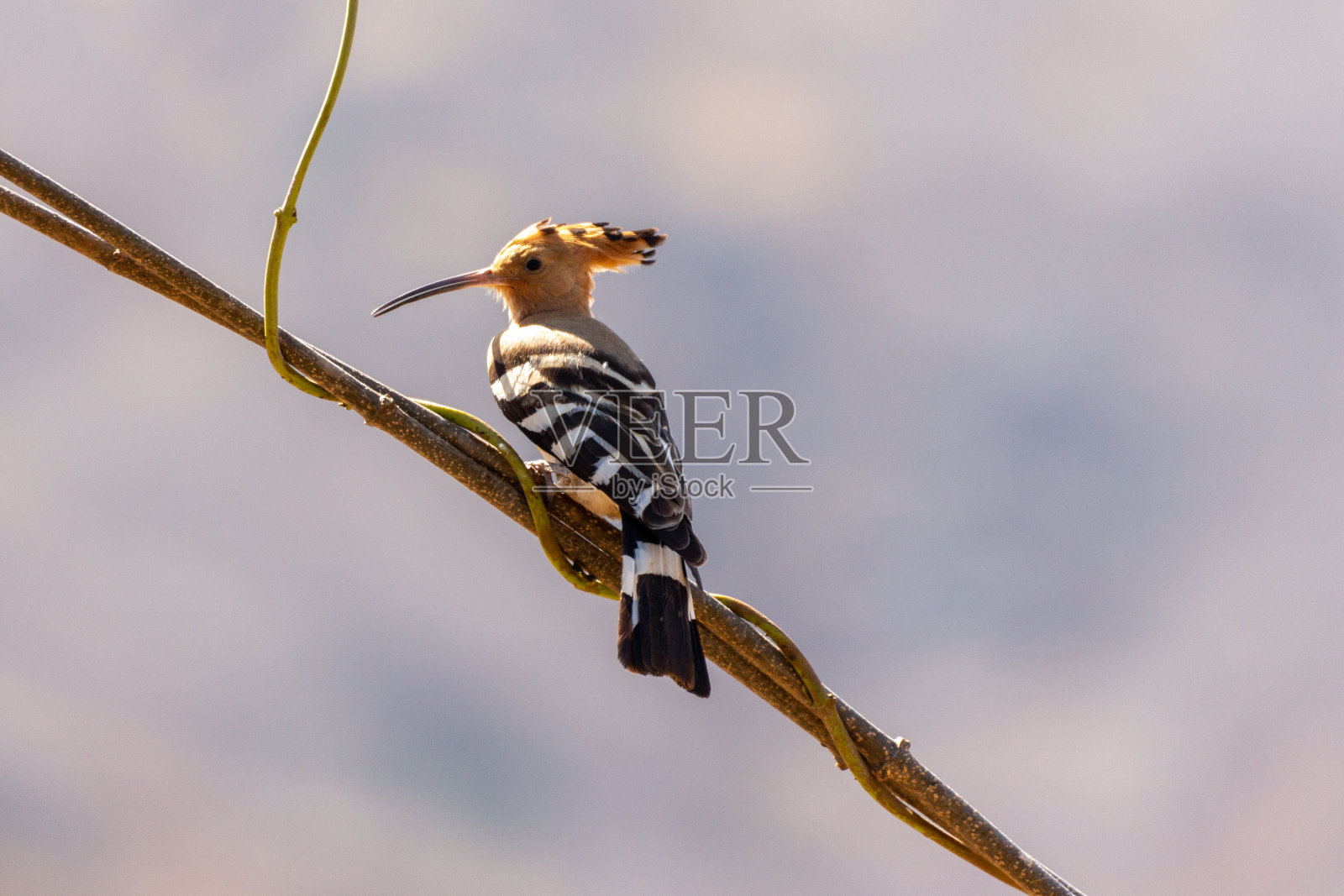 欧亚大鸦(大鸦)照片摄影图片