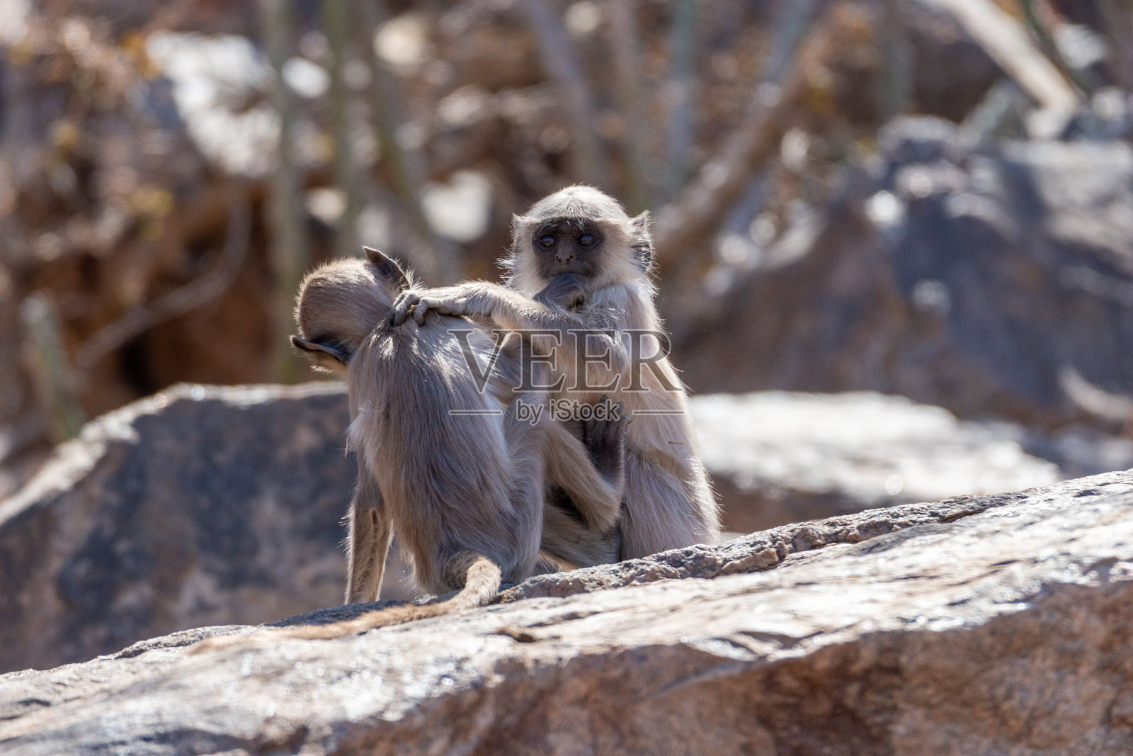 布什格尔的叶猴照片摄影图片