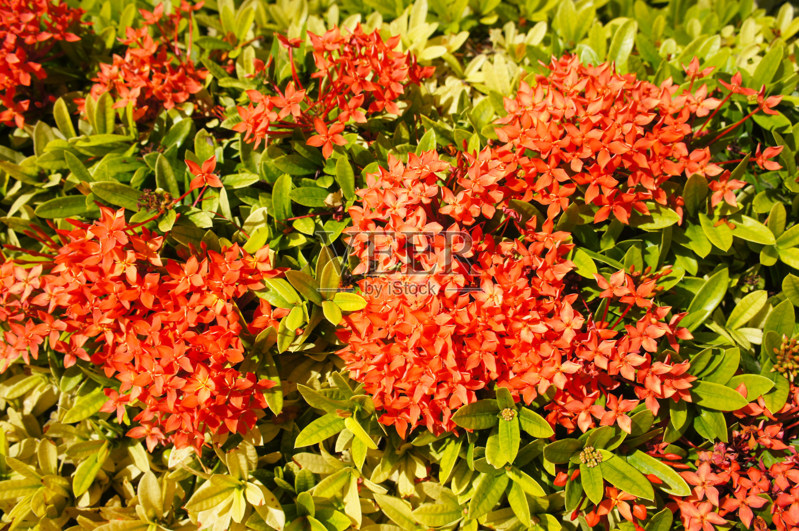 土芹或丛林天竺葵灌木，有绿色的花照片摄影图片