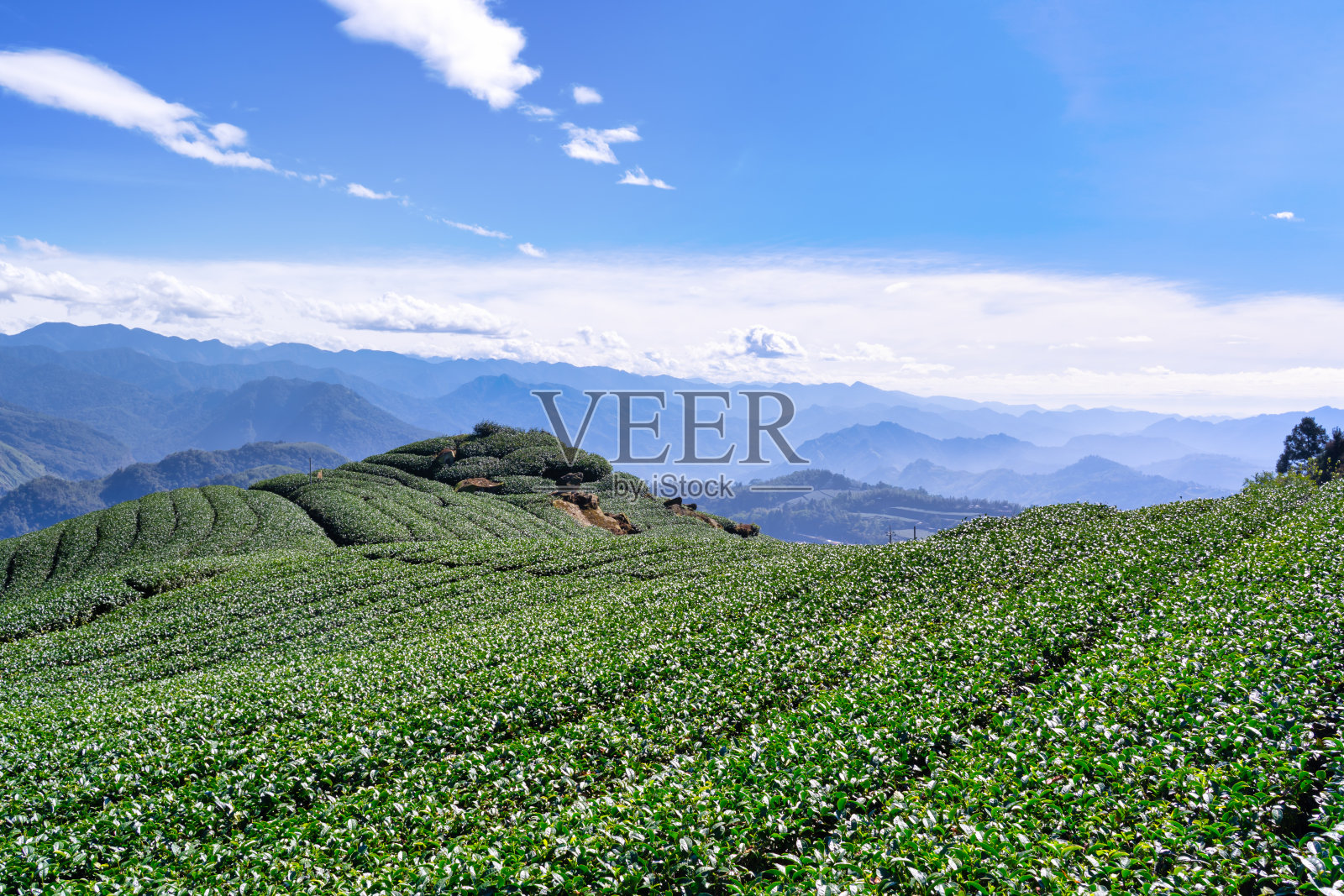 美丽的茶园排景与蓝天白云隔离，设计理念为茶产品背景。照片摄影图片