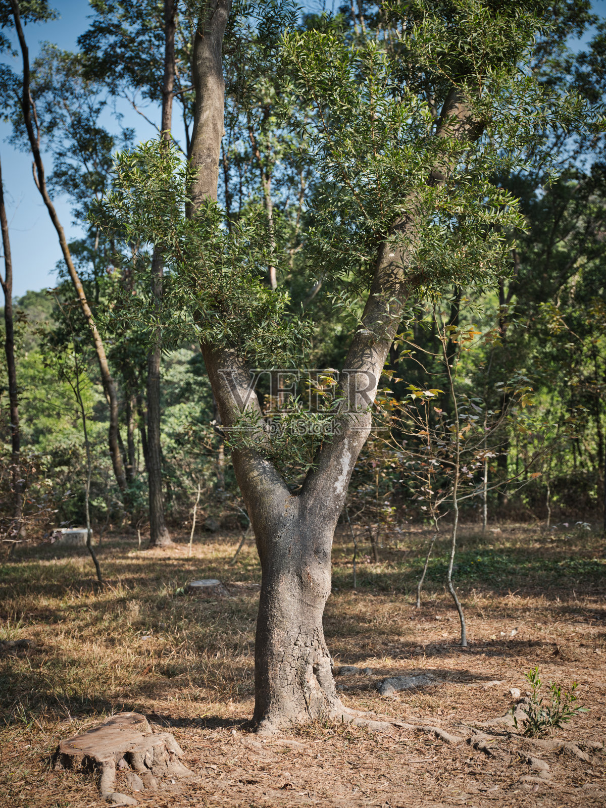 泰通香港照片摄影图片