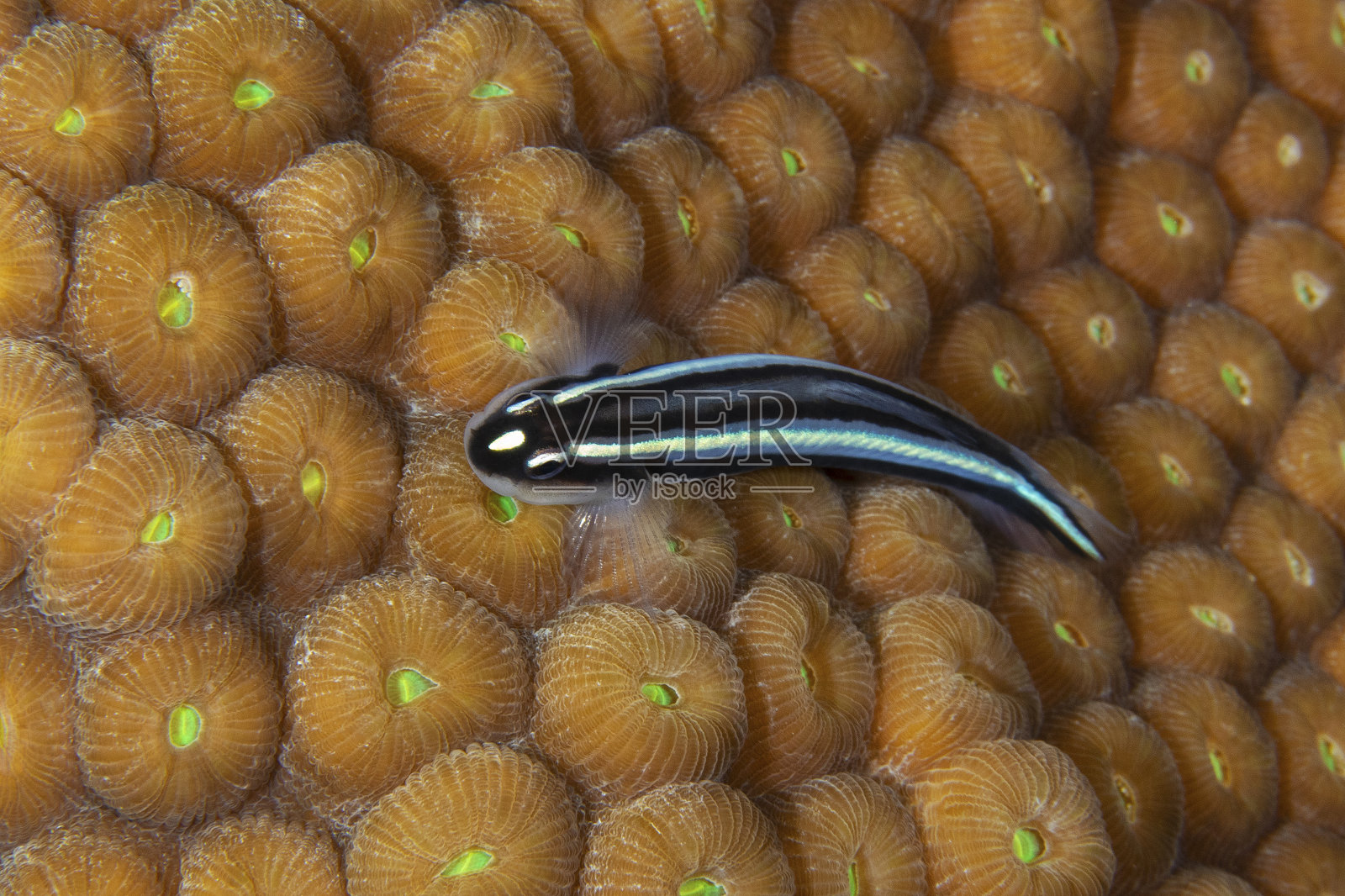 鲈鱼游过珊瑚头照片摄影图片