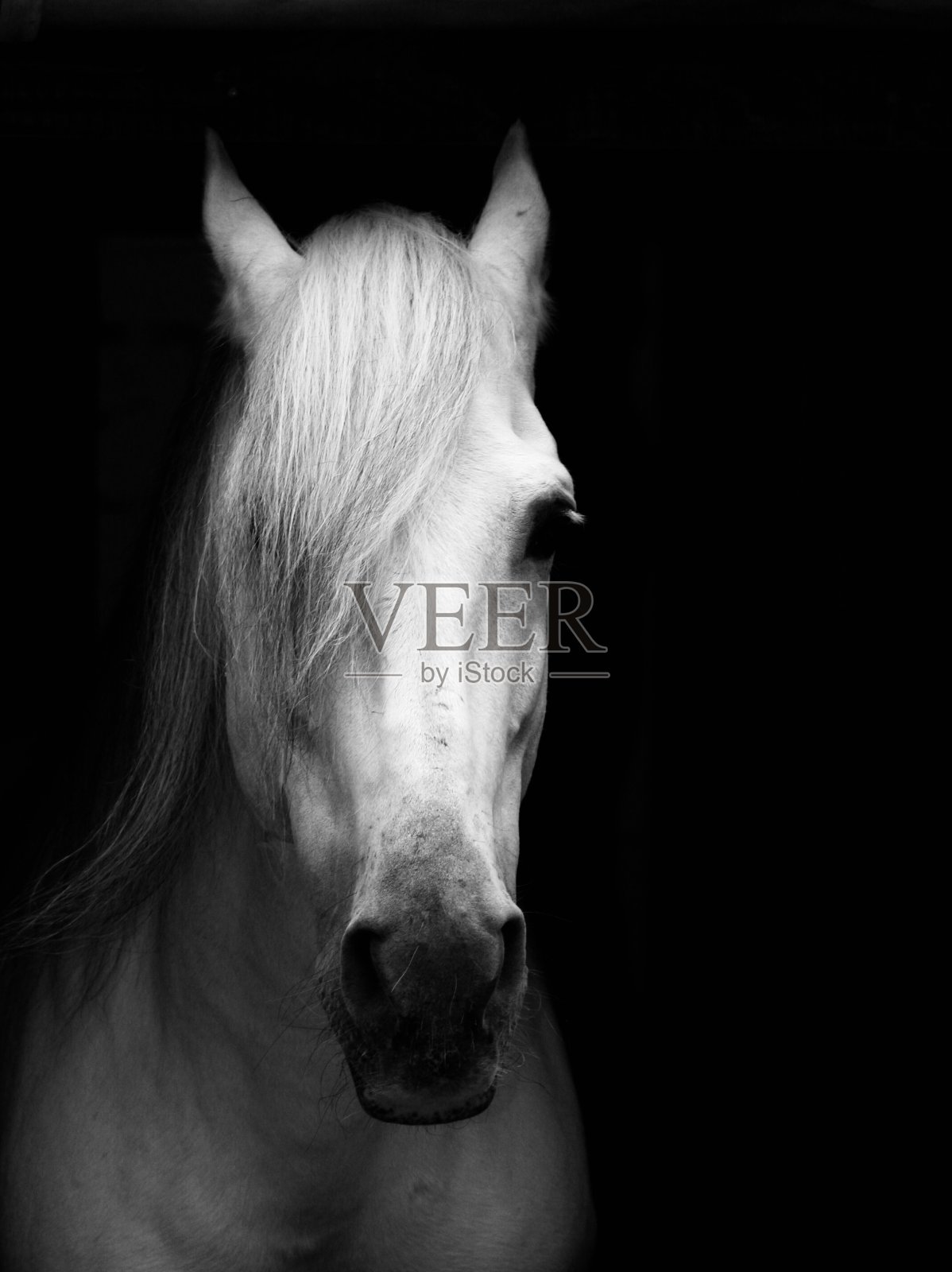 黑色和灰色/白色的动物照片摄影图片