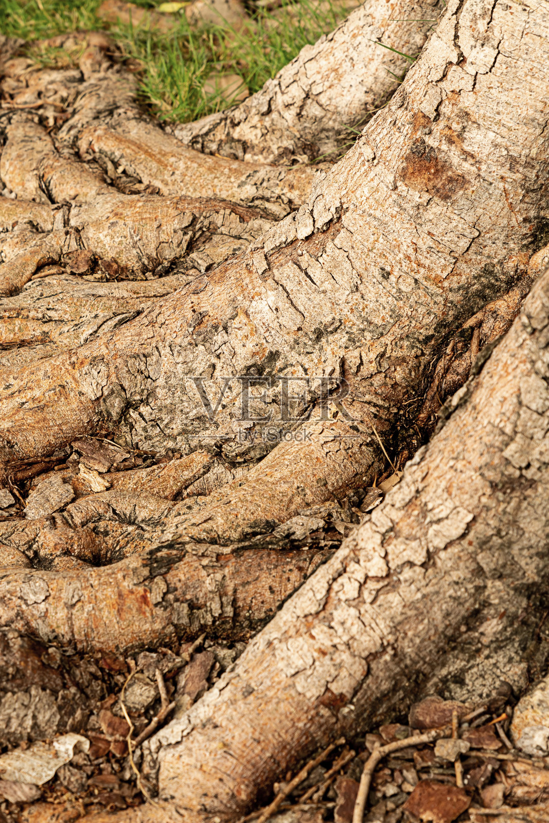 热带榕树根系垂直格局自然背景特写照片摄影图片