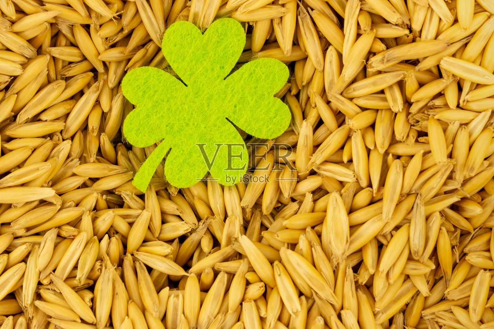 绿三叶草象征圣帕特里克日近基谷子照片摄影图片