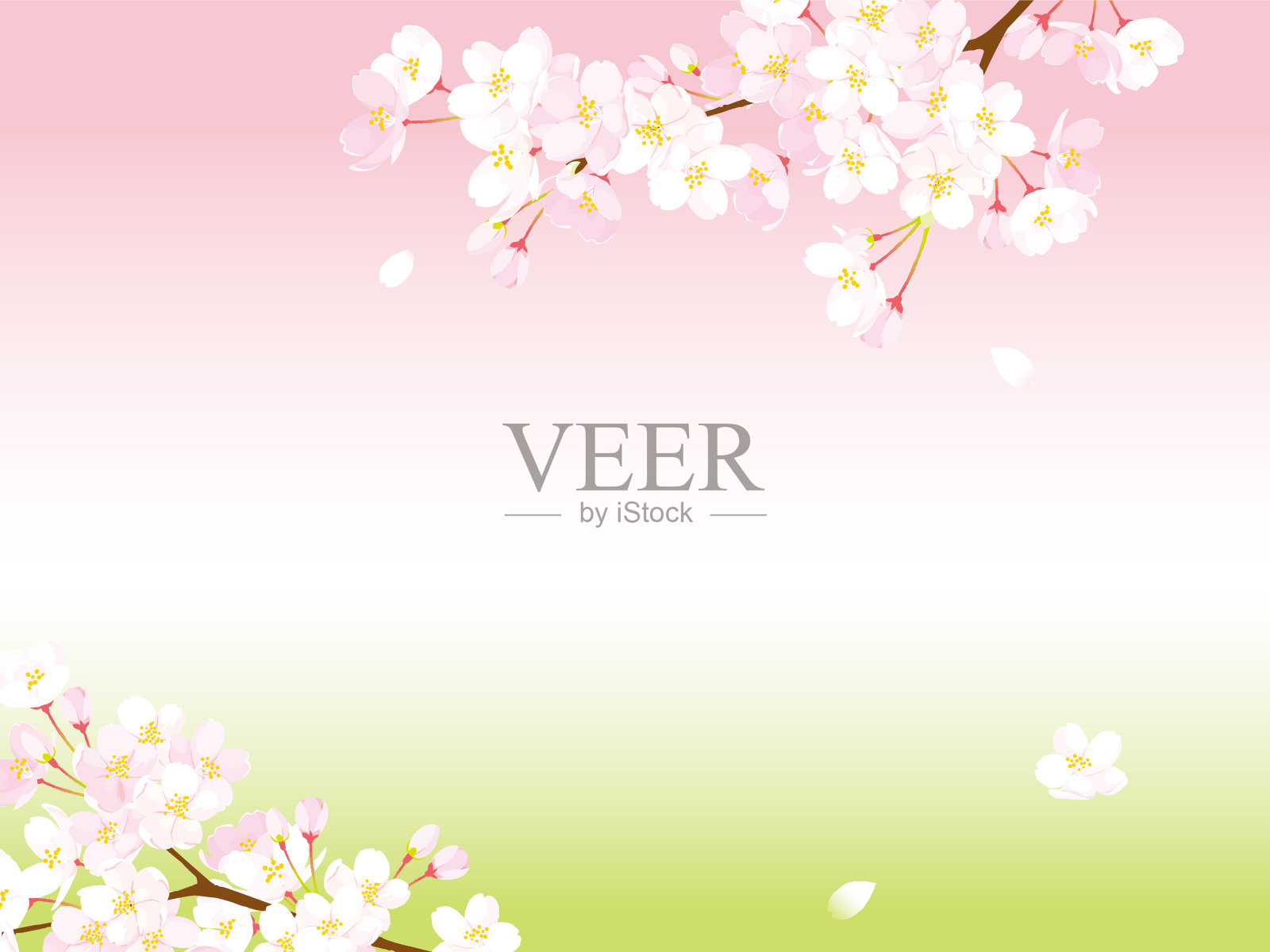 粉色樱花，矢量插图插画图片素材