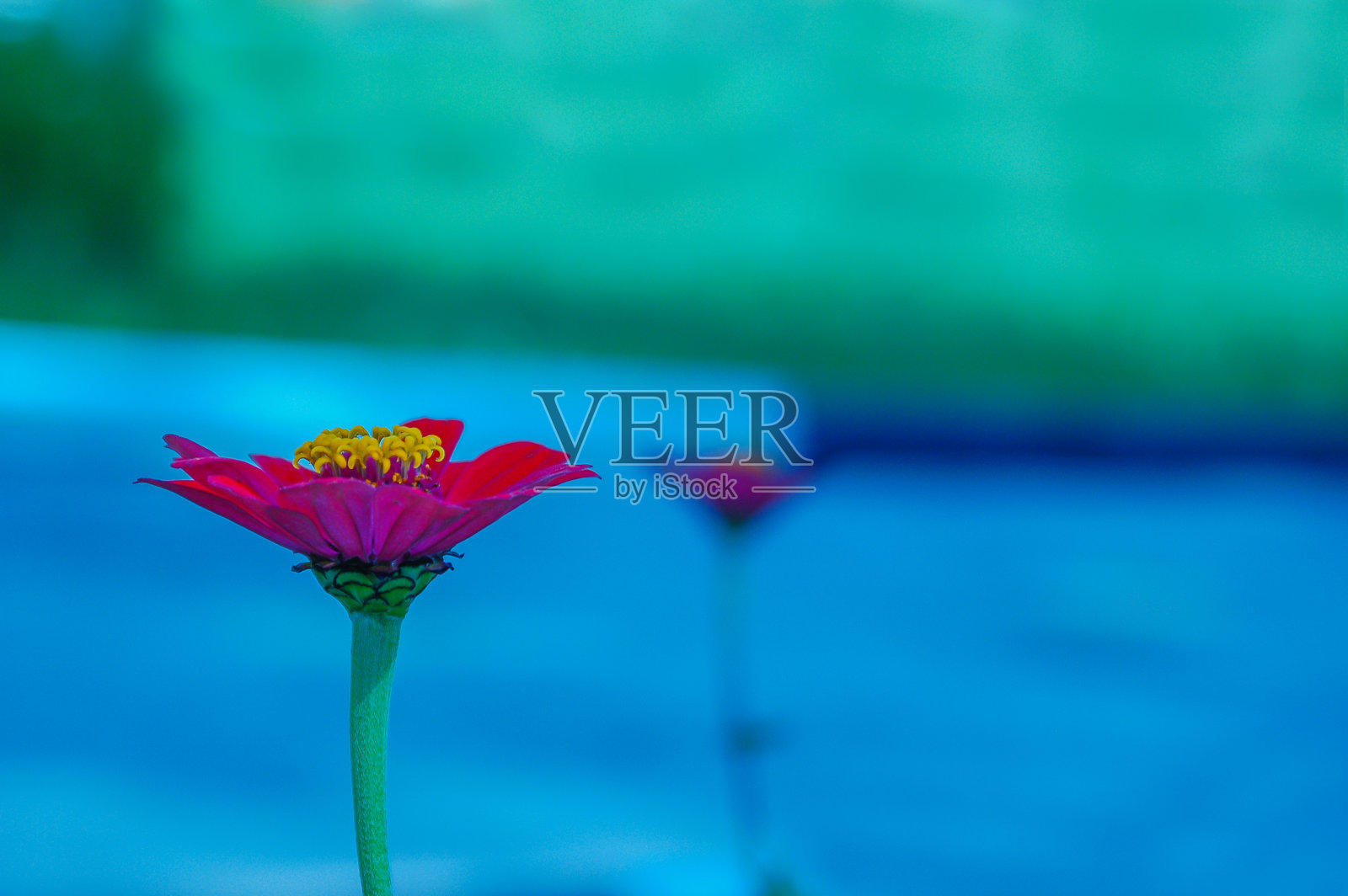 在一个晴朗的日子里拍摄的一朵粉红色的花，背景是模糊的绿色照片摄影图片