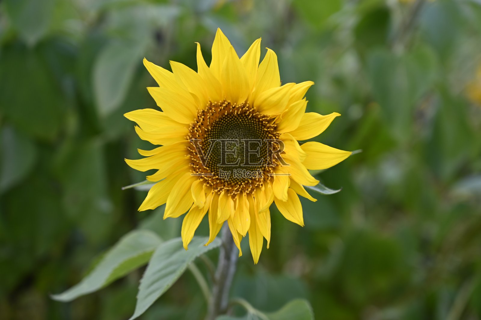 向日葵照片摄影图片