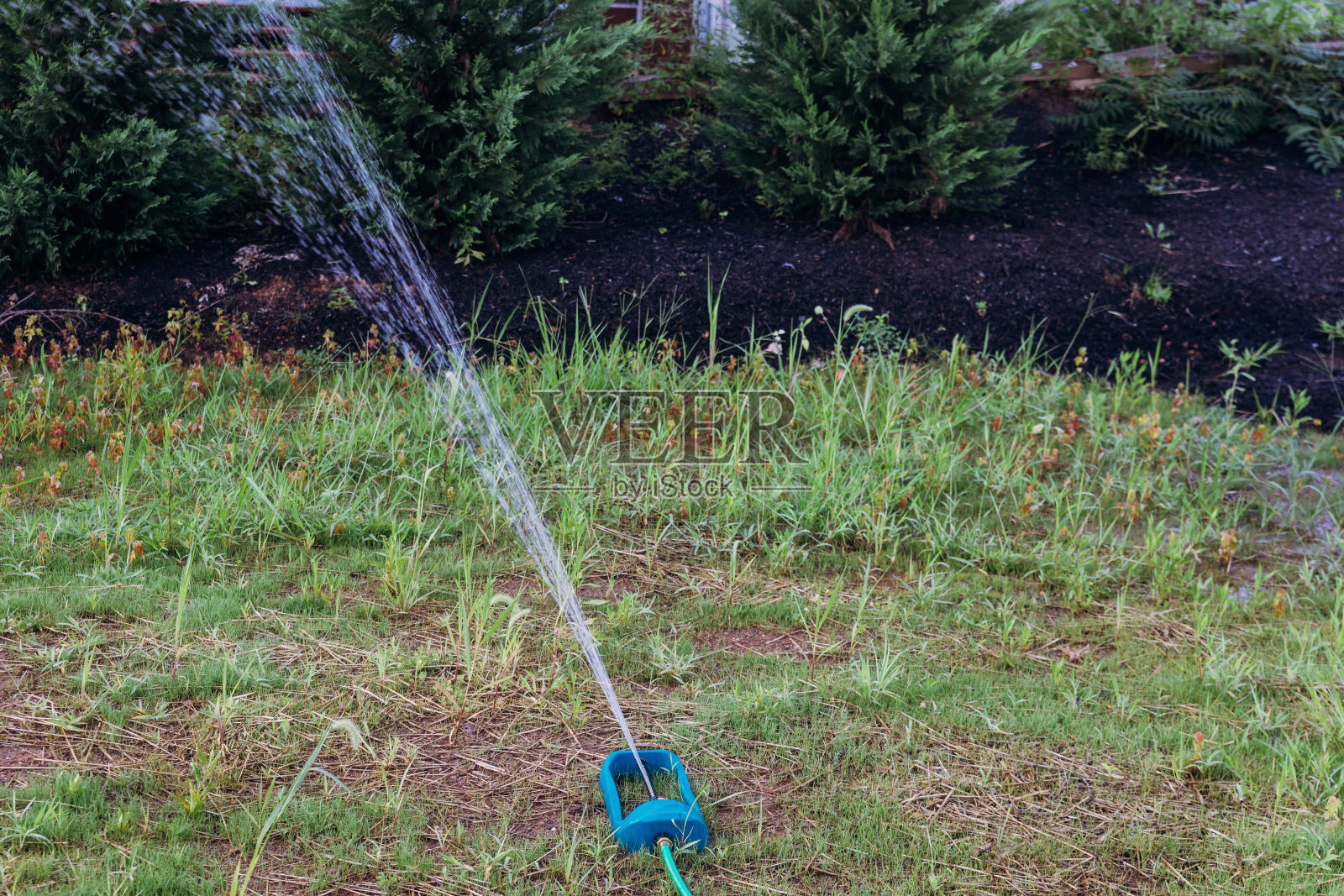 花园中修剪过的草坪上摆动的洒水器照片摄影图片