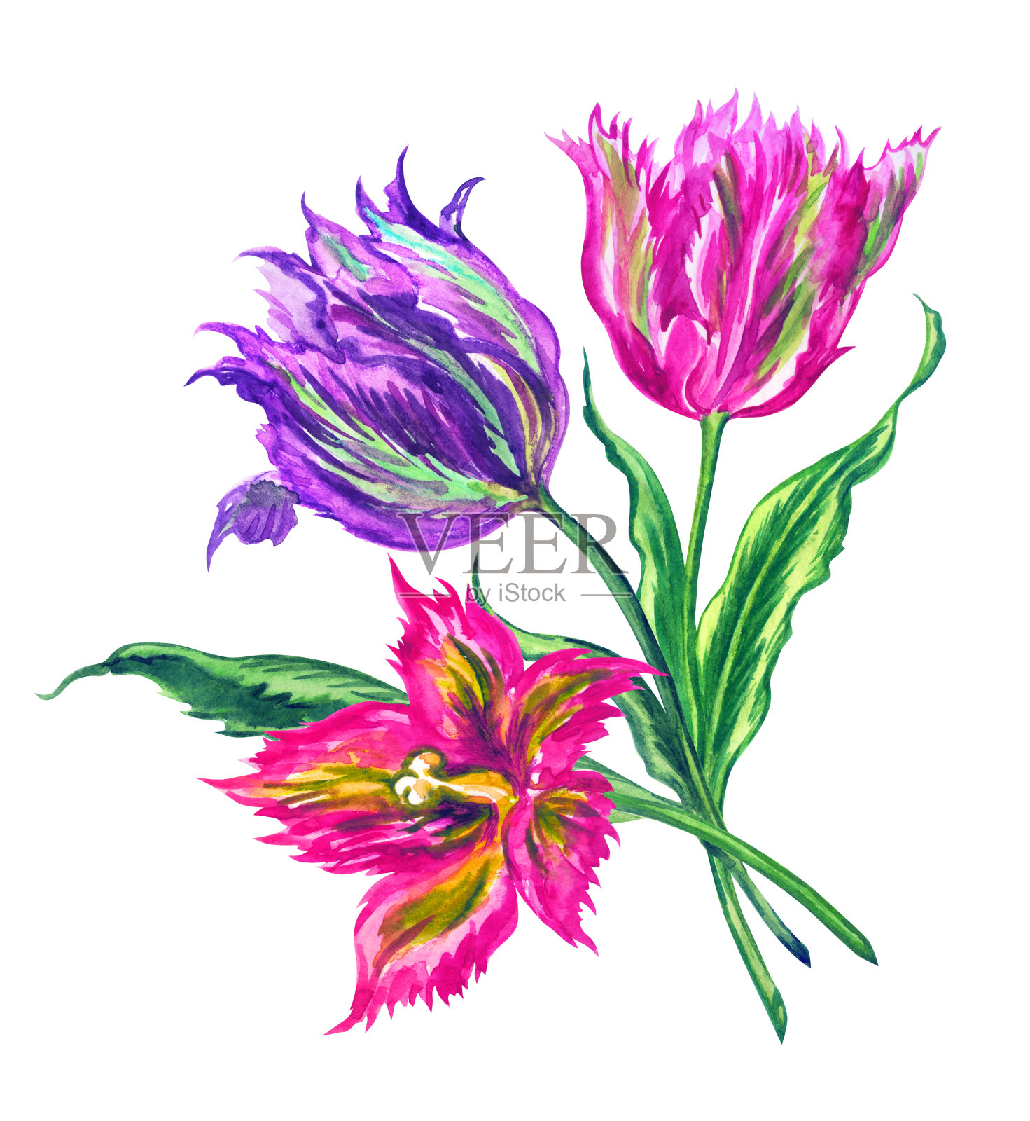 一束粉红色和紫色的郁金香，水彩画插画图片素材