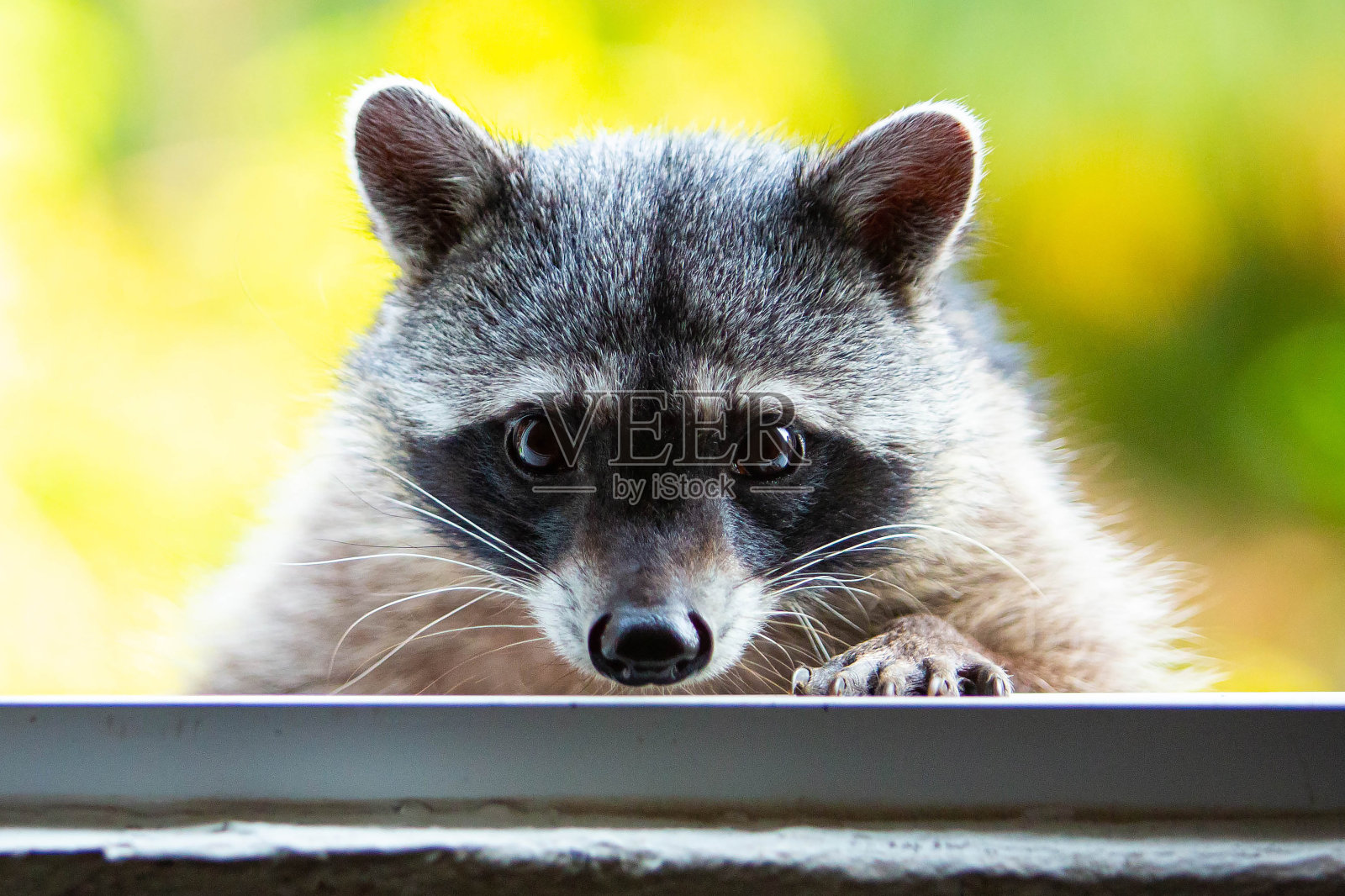 可爱的浣熊肖像近距离毛茸茸的宠物照片摄影图片