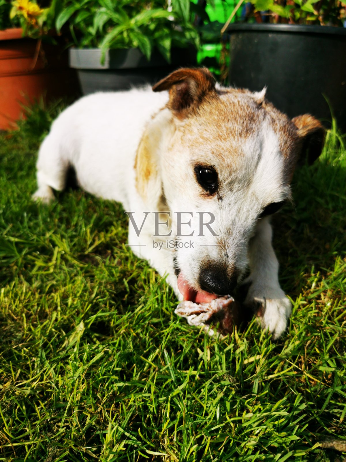 老女梗照片摄影图片