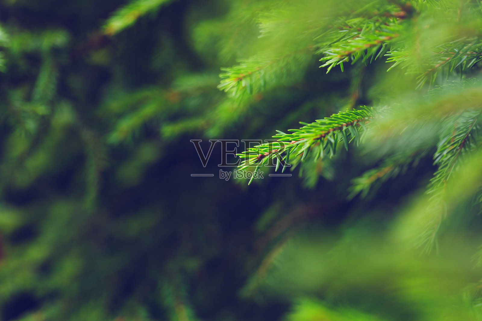 亮绿色的云杉树枝照片摄影图片