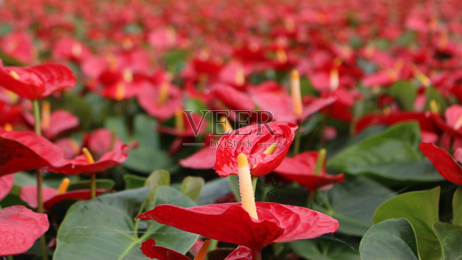 红掌，红色的心型花照片摄影图片