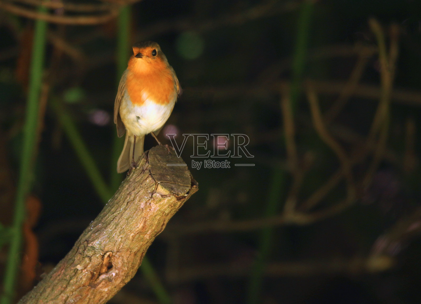 欧洲罗宾照片摄影图片