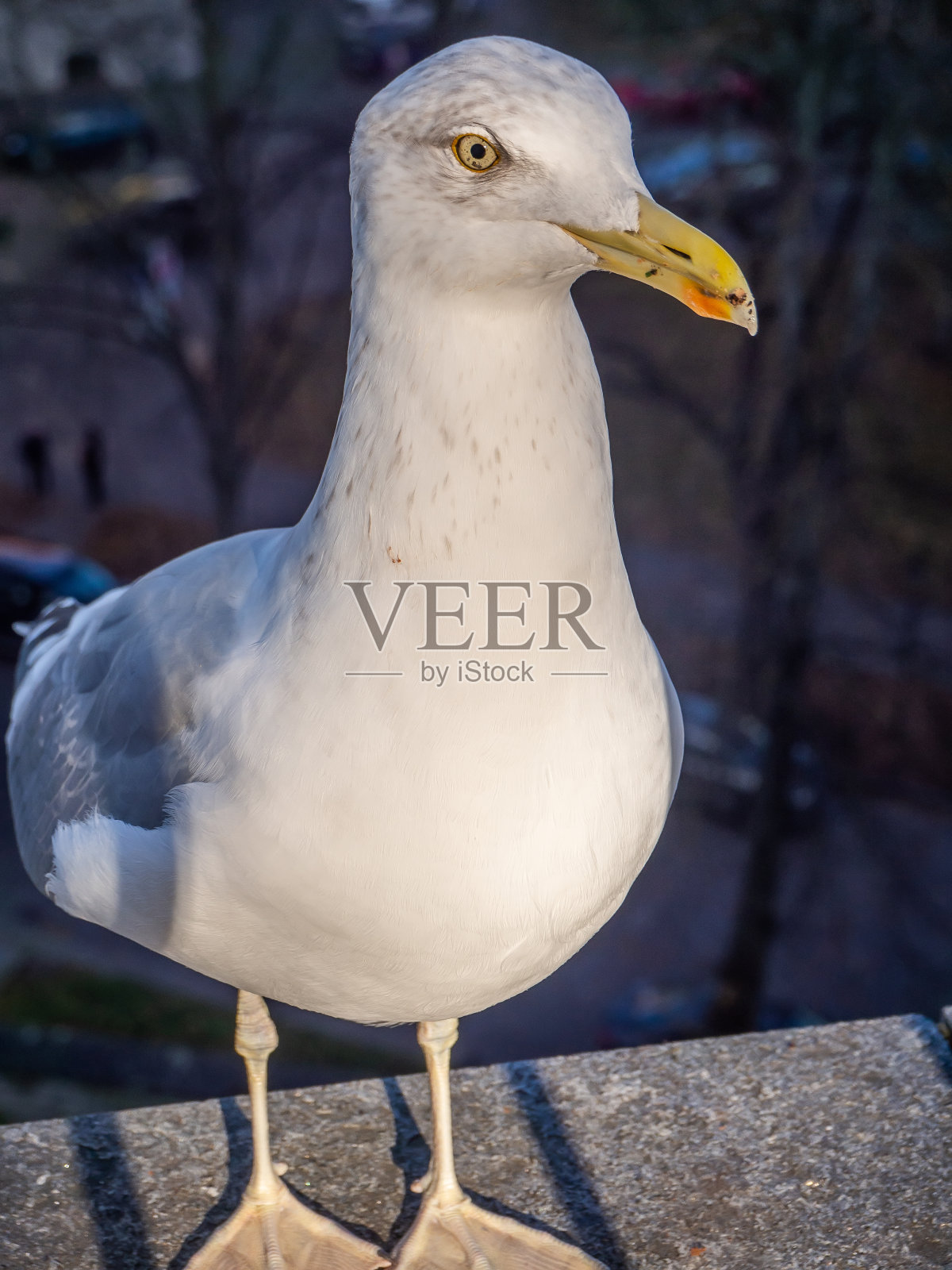 胖胖的白鸟坐在那里看着照相机照片摄影图片