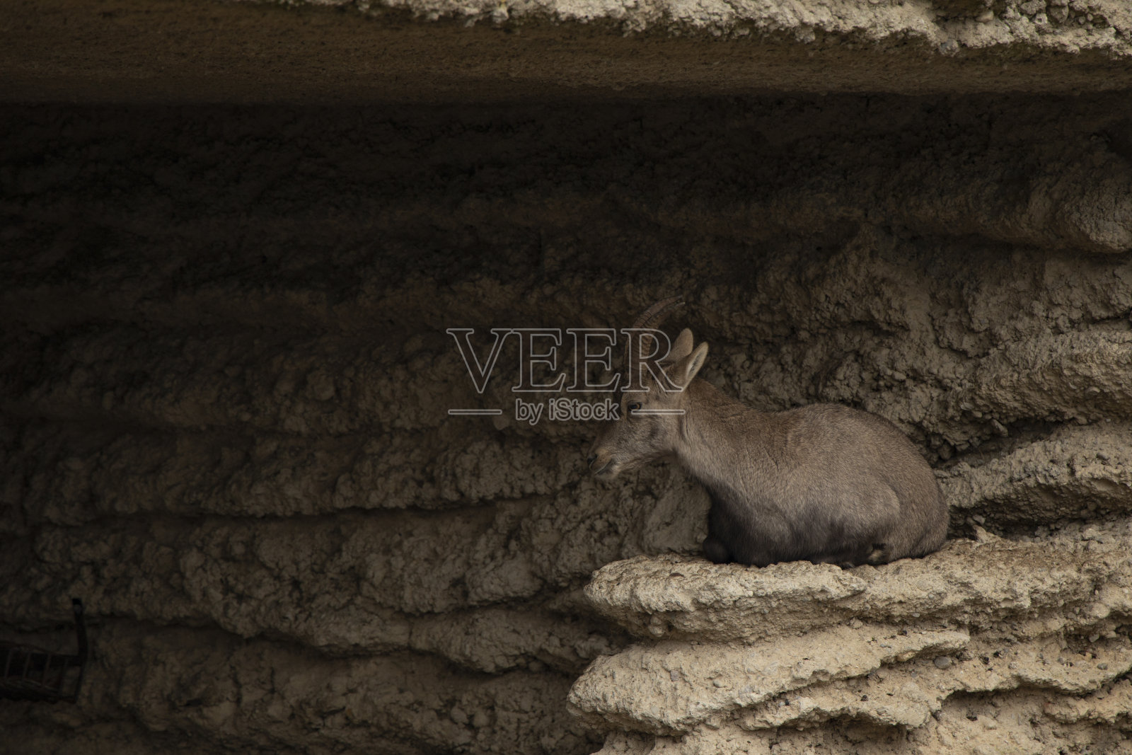 哺乳动物山羊肖像躺在岩石山的石头上照片摄影图片