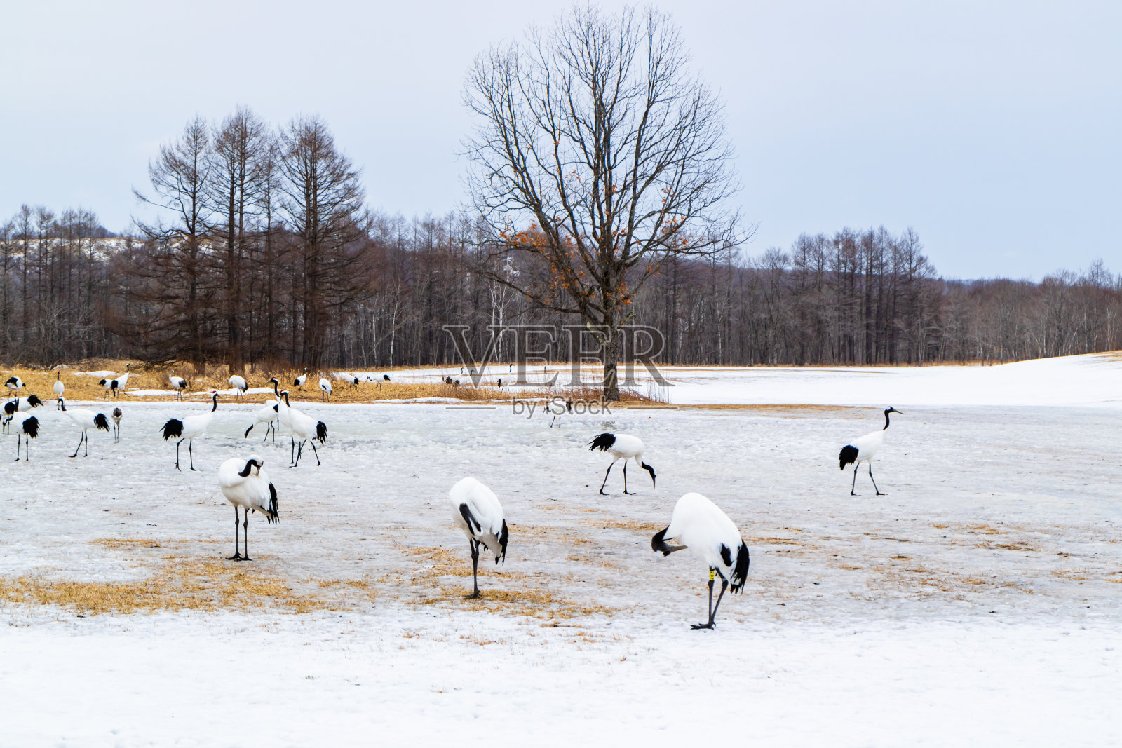 日本鹤在北海道钏路照片摄影图片