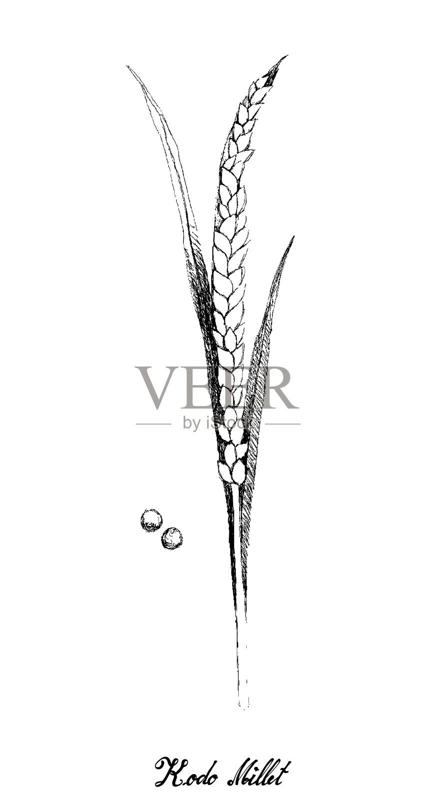 手画的成熟的谷子在白色设计元素图片