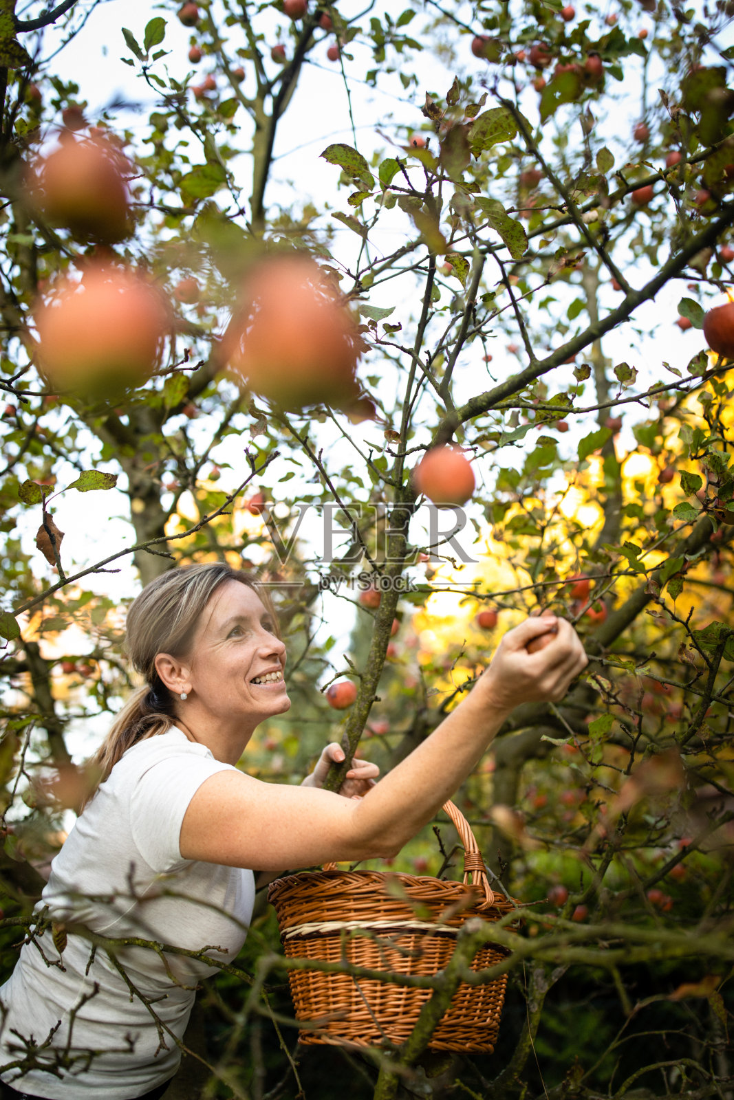 一位中年妇女在她的果园里摘苹果照片摄影图片