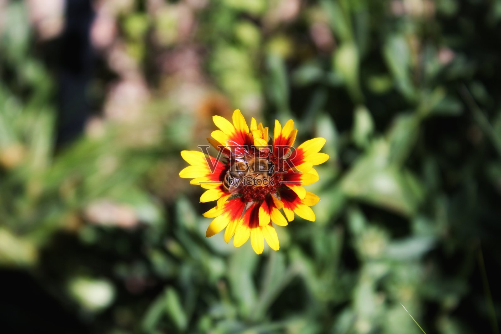 传粉者的最佳状态照片摄影图片