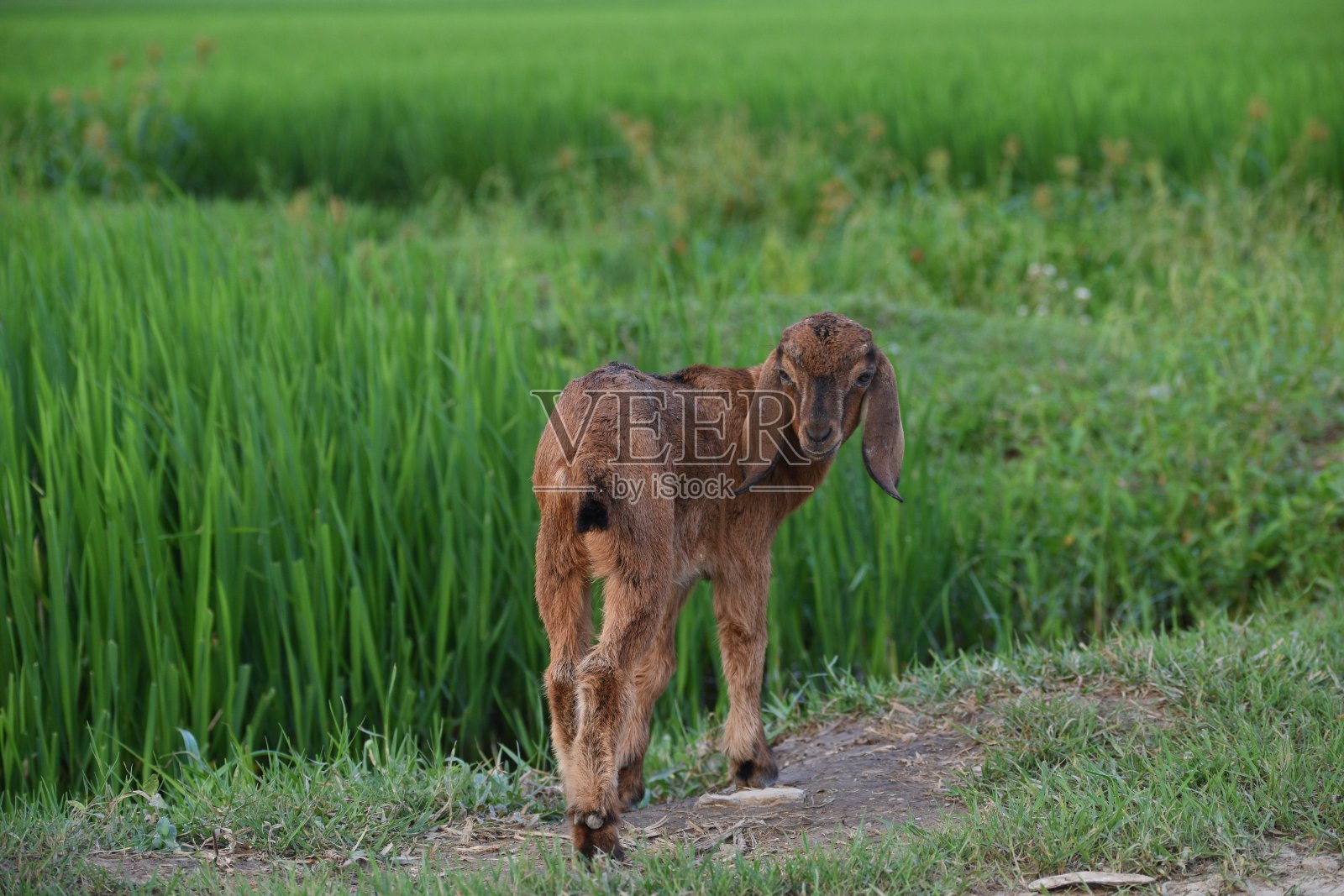 稻田里的一对小山羊(越南)照片摄影图片