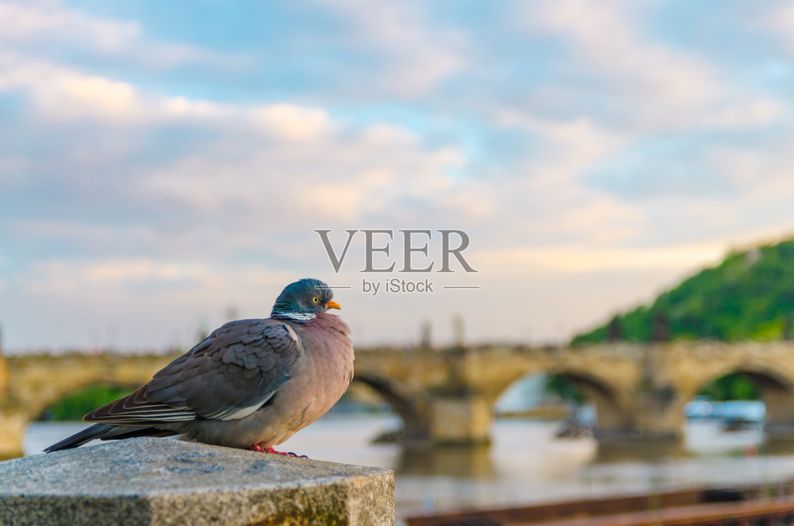 布拉格查理大桥上的鸽子特写照片摄影图片