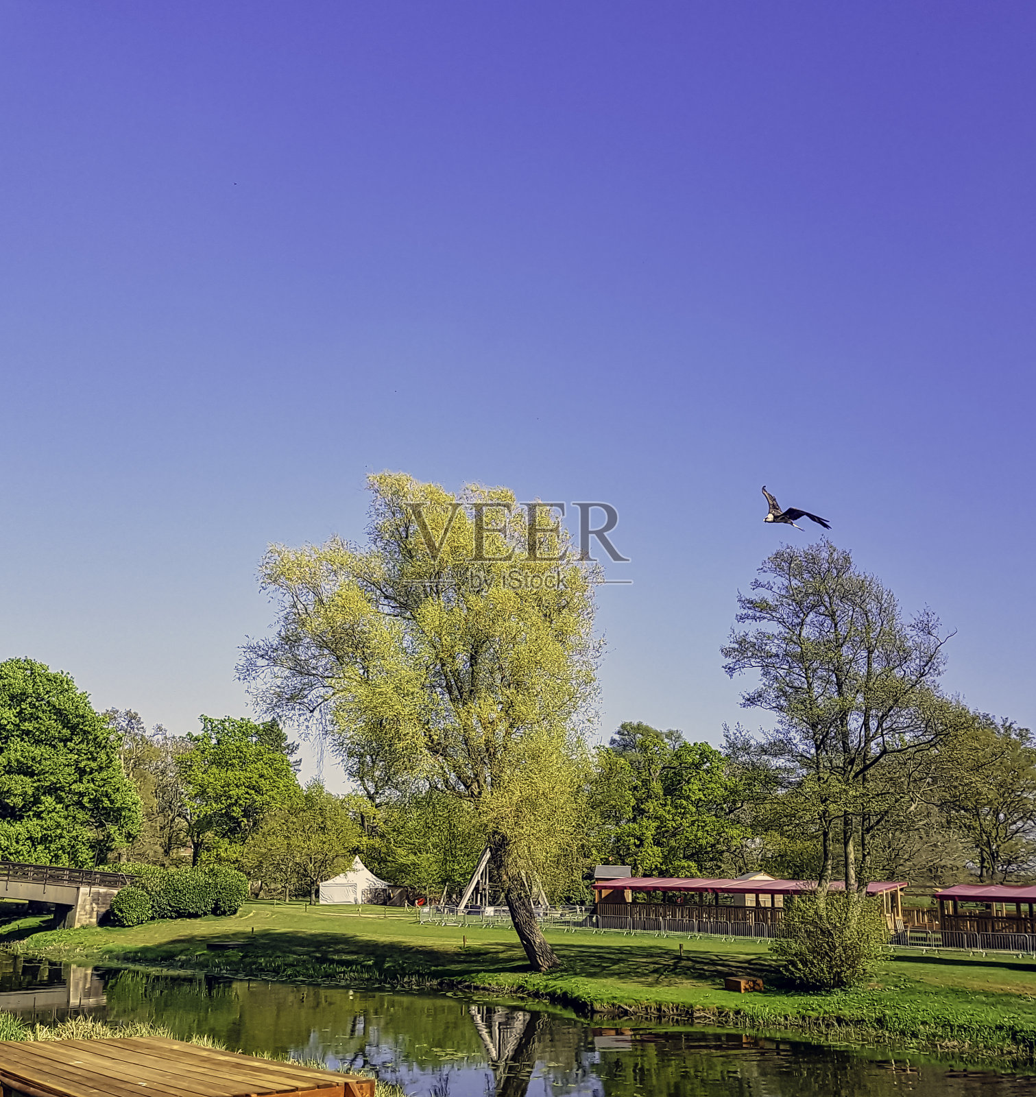 飞行胡须秃鹫(Gypaetus barbatus)，也被称为lammergeier秃鹫(或lammergeyer)或ossifrage照片摄影图片