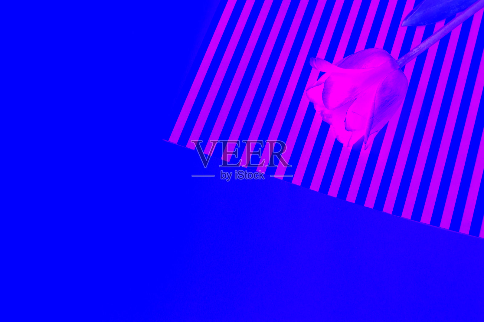 霓虹蓝色背景下的一朵粉色郁金香。拷贝空间，Flatley，俯视图。创造性的现代背景照片摄影图片