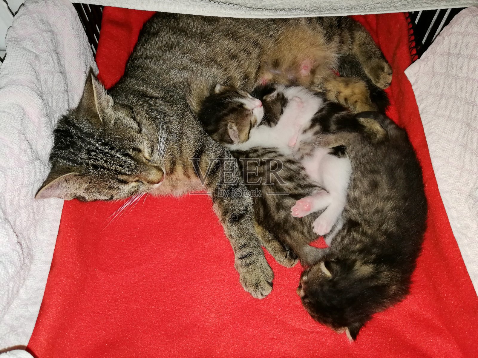 虎斑猫和它的三只小猫躺在洞穴里照片摄影图片