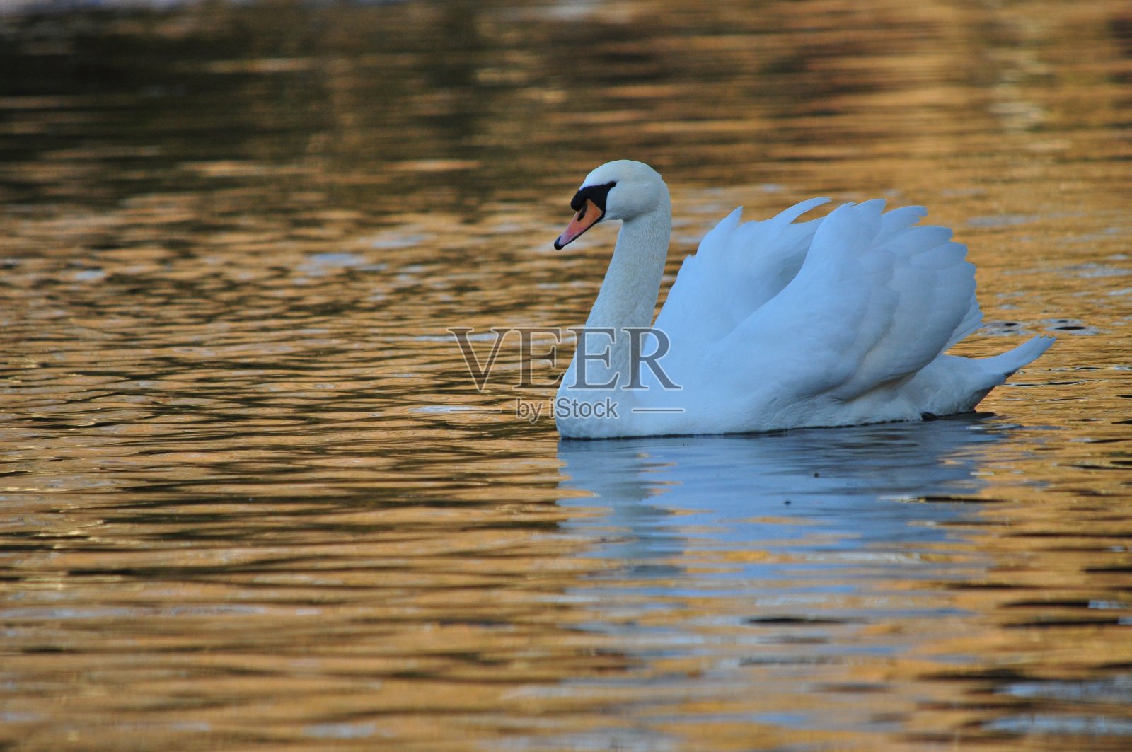 城市野生动物:天鹅照片摄影图片
