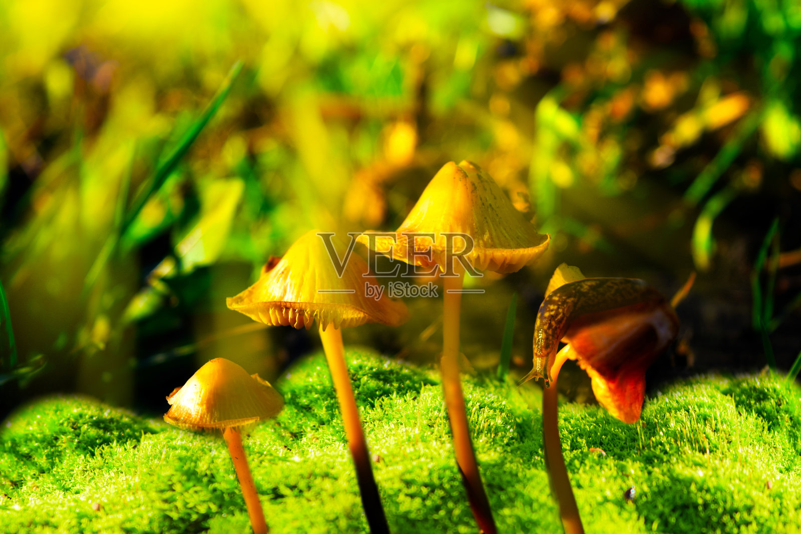 路边的大蛞蝓，鲎科肺螺目的陆地腹足类软体动物，悬挂在蘑菇伞菌上。照片摄影图片